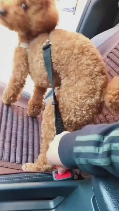 Auto-Gurt für Hunde & Katzen